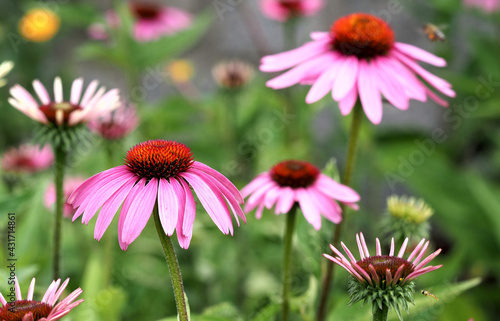 Red Flowers