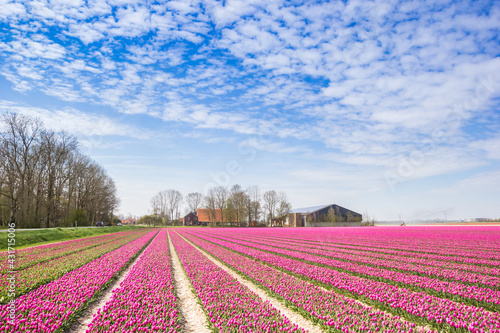 Field of purple tulips and a farm in Noordoostpolder