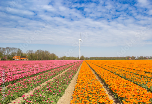 Pink and orange tulips and a wind turbine in Noordoostpolder