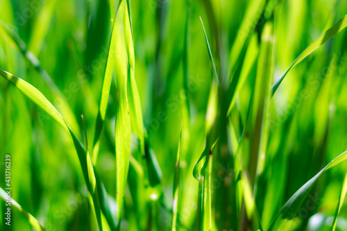 Green grass blur no focus backgroound