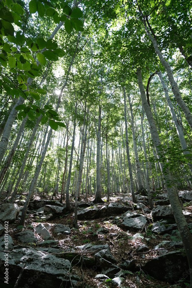 Obraz premium Forest of trees with rays of sunlight that illuminate.The green leaves let rays of light enter the undergrowth. Wood of the Apuan Alps in Tuscany. Alpi Apuane, Tuscany, Italy. 