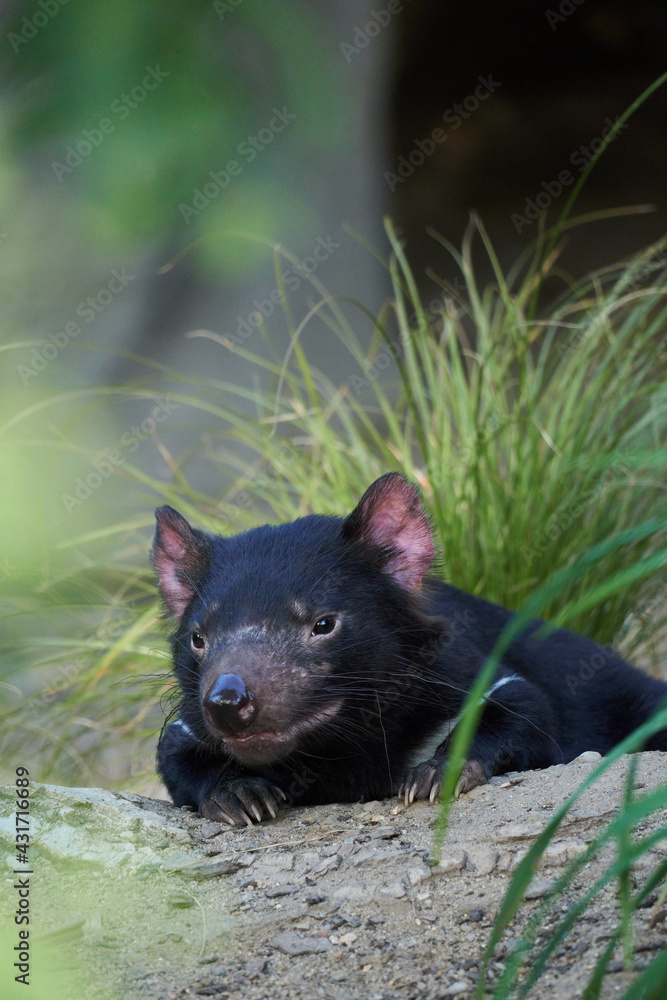 Tasmanian Devil looking ahead. Tasmanian Devil looking ahead.