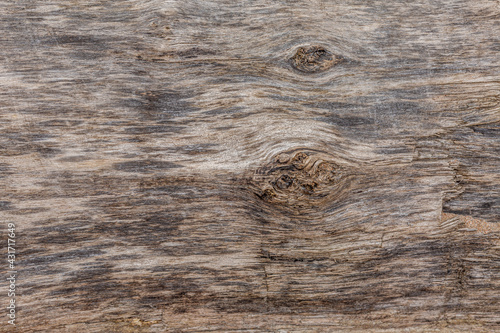 Wooden textured background of elm tree in close up.