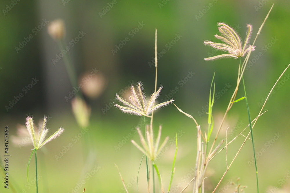 grass in the morning