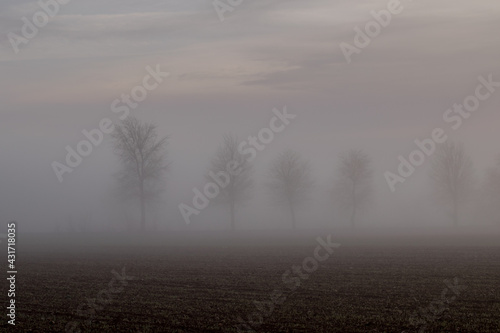 Landscape with bare trees among the mist on a winter morning
