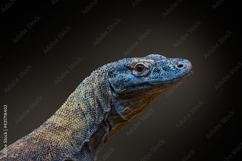 Fototapeta premium Close-up of the Comodo Dragon on a black background