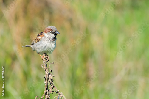 House Sparrow (Passer domesticus) perched on a twig with a nice greenish out of focus background
