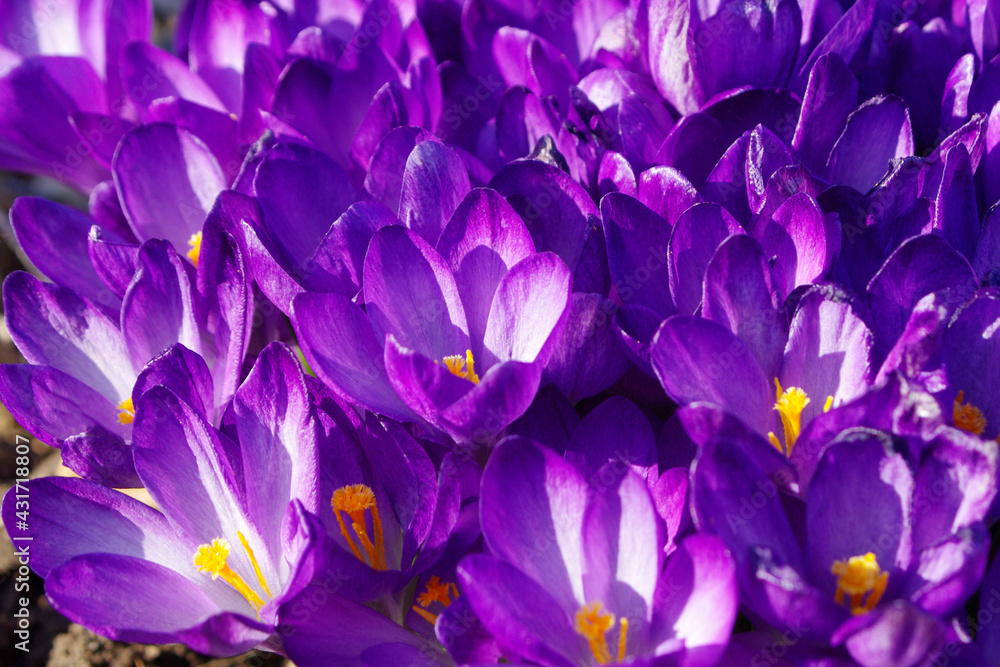 close up of purple spring crocus flowers close up of purple spring crocus flowers