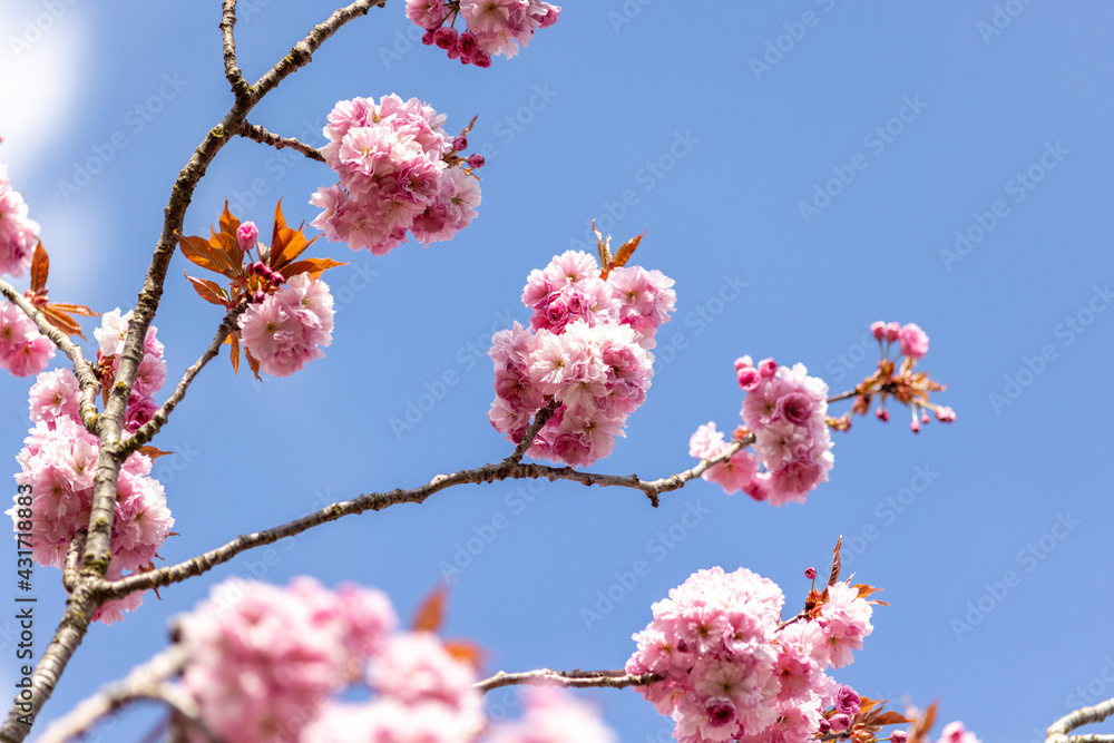 Close up of pink Cherry Blossom flowers and branches Prunus 'Kanzan' Close up of pink Cherry Blossom flowers and branches Prunus 'Kanzan'
