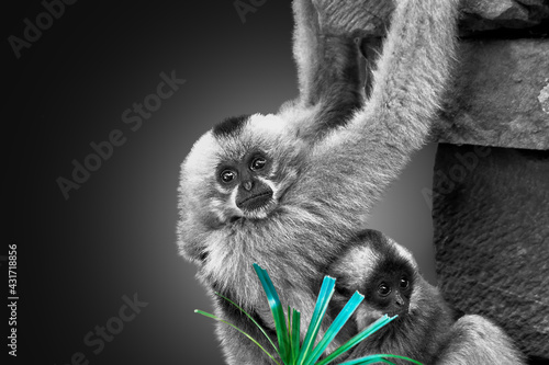 Portrait of a gibbon with its young embraced in black and white with a green color point photo