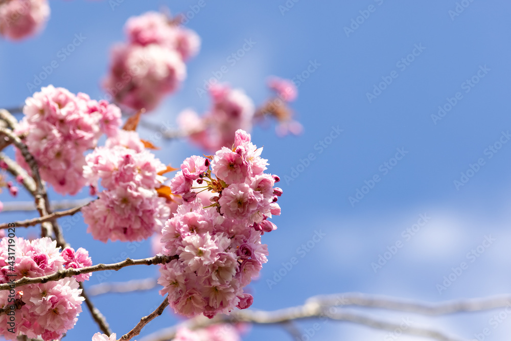 Close up of pink Cherry Blossom flowers and branches Prunus 'Kanzan' Close up of pink Cherry Blossom flowers and branches Prunus 'Kanzan'