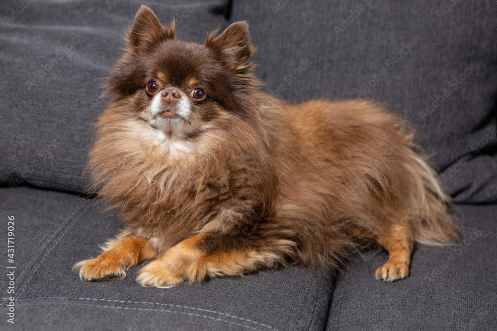 Chihuahua Langhaar Chihuahua Langhaar