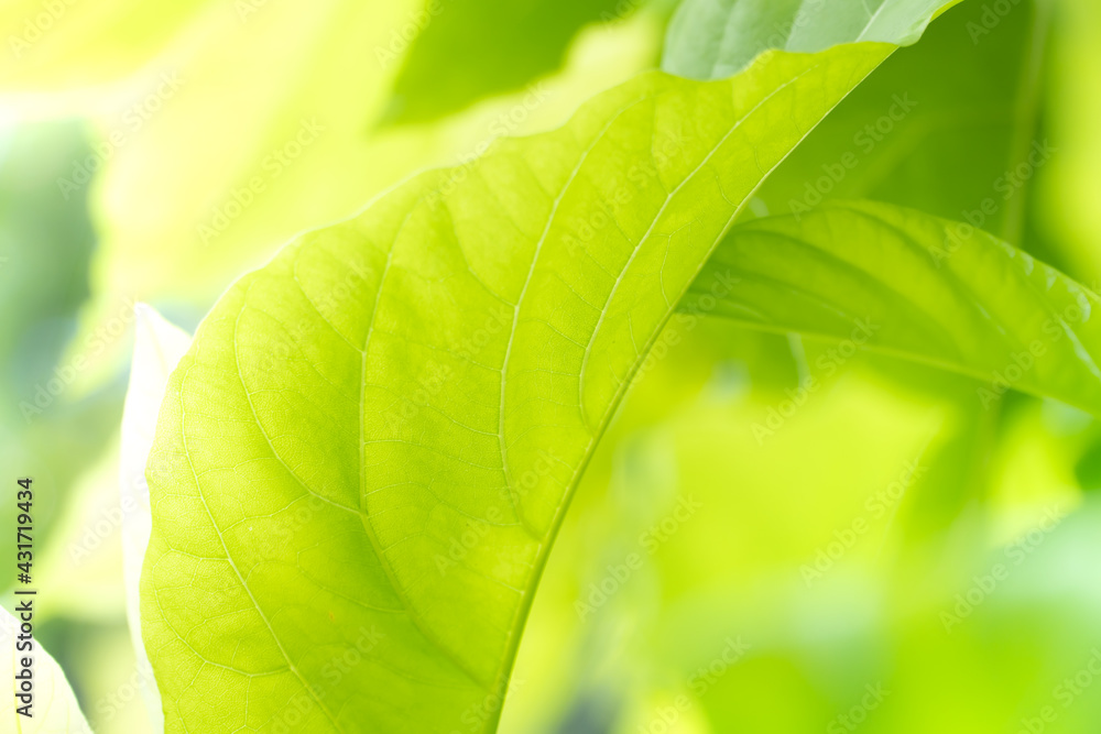 Closeup nature view of green leaf on blurred greenery background in garden at morning sunlight with copy space using as background natural green plants landscape, ecology, fresh wallpaper concept. Closeup nature view of green leaf on blurred greenery background in garden at morning sunlight with copy space using as background natural green plants landscape, ecology, fresh wallpaper concept.