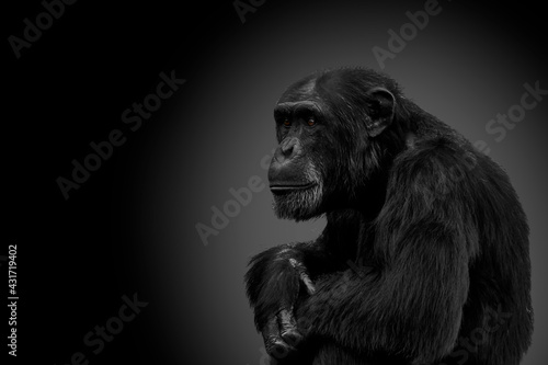 Portrait of sad chimpanzee with a dark background © Miguel Photography