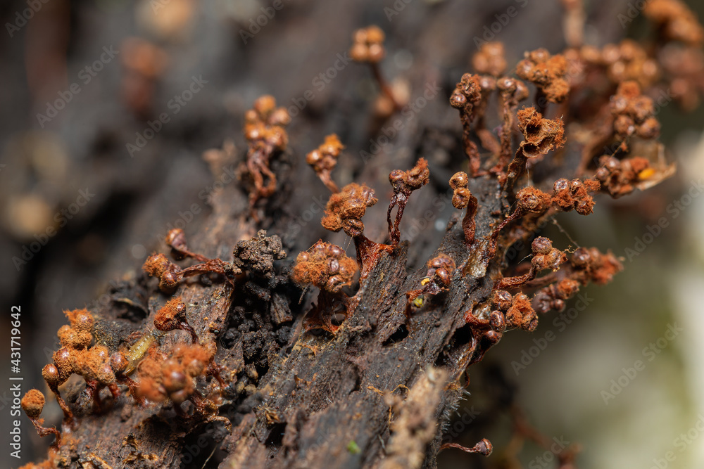 Slime mold  Metatrichia vesparium on a rotten wood