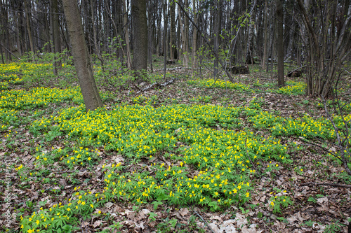 Natural background of yellow anemones (Anemonoides ranunculoides) in forest