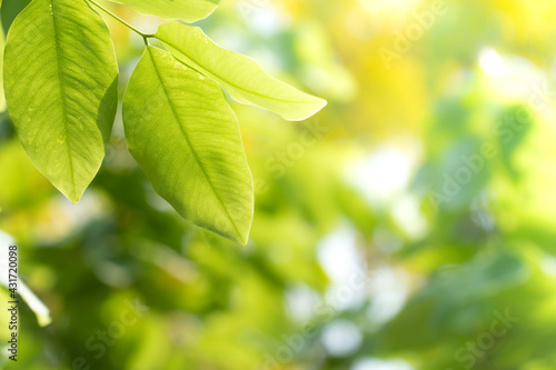 Closeup nature view of green leaf on blurred greenery background in garden at morning sunlight with copy space using as background natural green plants landscape, ecology, fresh wallpaper concept.