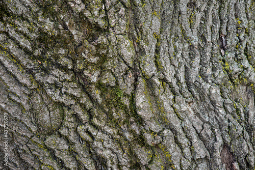 bark of a tree