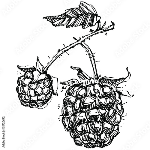 Raspberry isolated vector drawing. Organic essential oil engraved style sketch. Beauty and spa, cosmetic ingredient. Great for label, poster, flyer, packaging