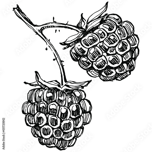 Raspberry isolated vector drawing. Organic essential oil engraved style sketch. Beauty and spa, cosmetic ingredient. Great for label, poster, flyer, packaging