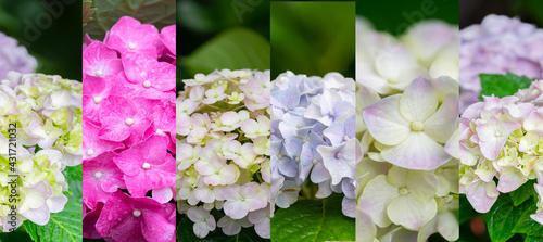 Blue and violet color of Hydrengea flowerwith green leaf background photo