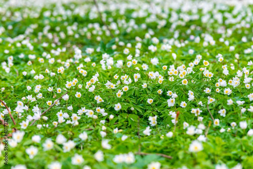 Fototapeta Naklejka Na Ścianę i Meble -  Field with wood anemone, Anemonoides nemorosa. Spring time.