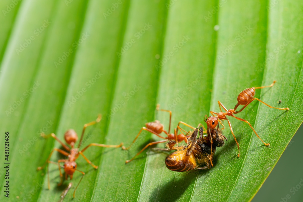 Ant action standing.Red ants are climbing green vines,,Concept team work together Red ant,Weaver Ants (Oecophylla smaragdina),Action of ant carry food Ant action standing.Red ants are climbing green vines,,Concept team work together Red ant,Weaver Ants (Oecophylla smaragdina),Action of ant carry food