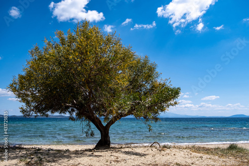 Fototapeta Naklejka Na Ścianę i Meble -  Sandy beach with tamarisk, tamarix or salt cedar tree. Blue sky background.