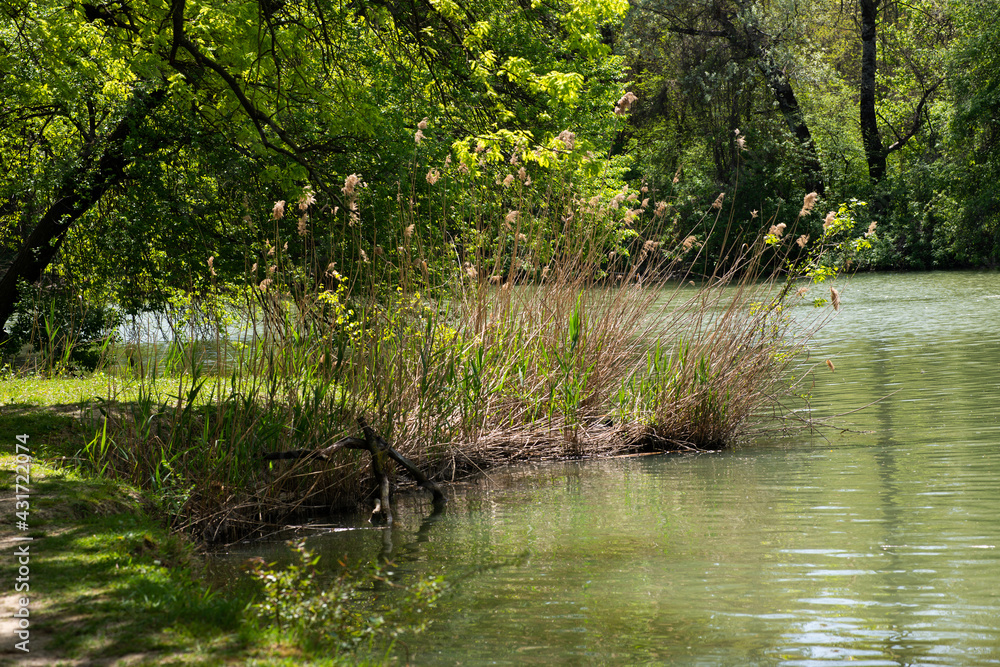 Fototapeta premium pond in the park