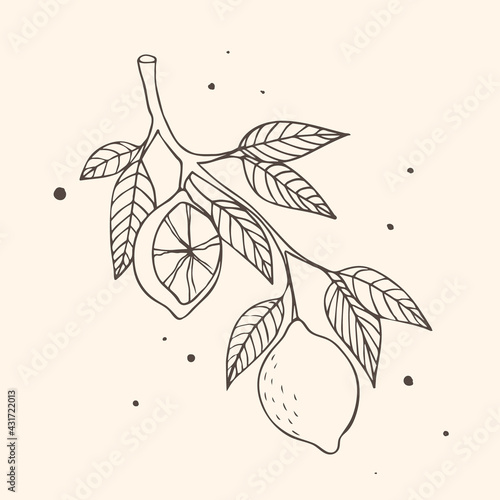 Fruits. Branch with lemons. Vector illustration in engraving style.