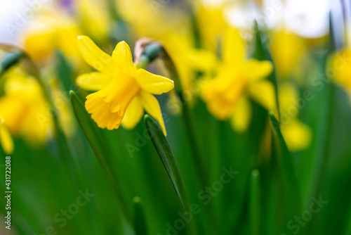 Yellow narcissus flower in spring