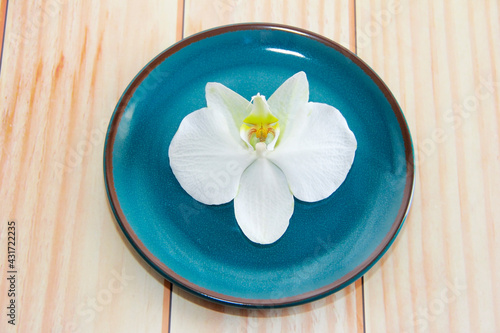 white orchid flowers with both petals and stamens