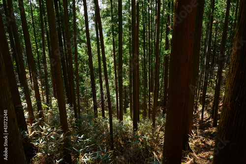 Fototapeta Naklejka Na Ścianę i Meble -  Sunlight Shining Through a Forest of cedar trees on a country dirt road in Yoshino, Nara prefecture, Japan - 日本 奈良 吉野山 杉の木  