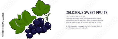 Sweet berry blackcurrant banner , fruit isolated on white, vector illustration