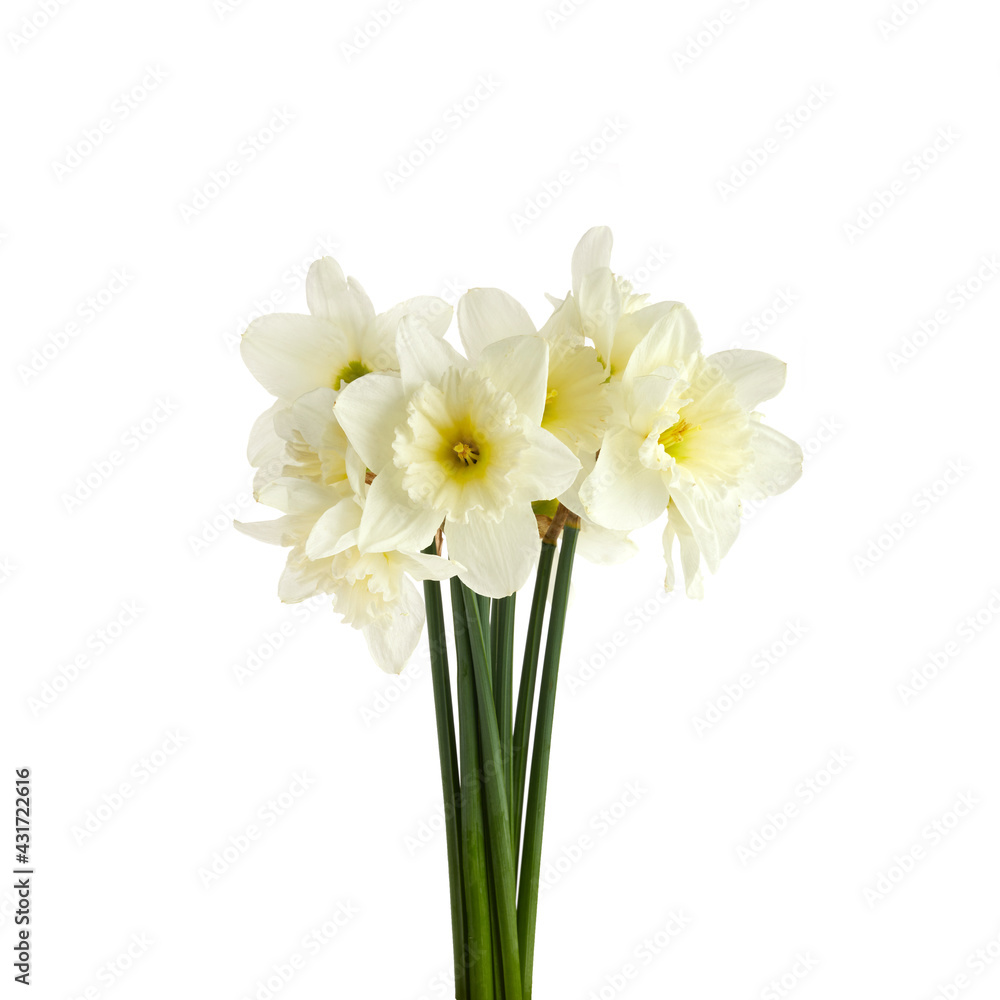 Beautiful narcissus flowers isolated on white background, inclusive clipping path. - obrazy, fototapety, plakaty 