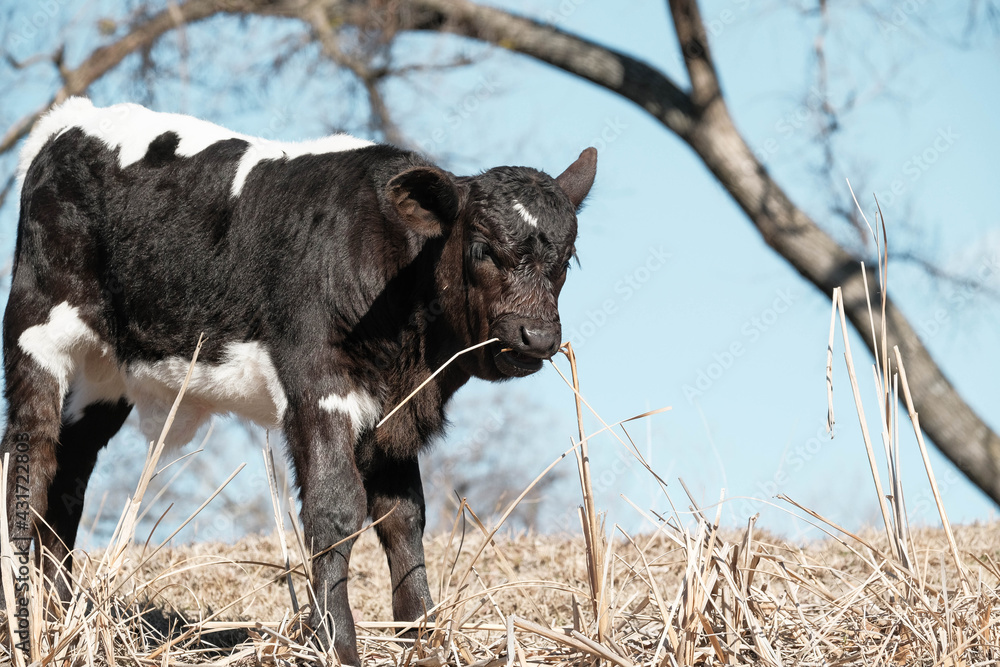 Fototapeta premium Young calf eating grass