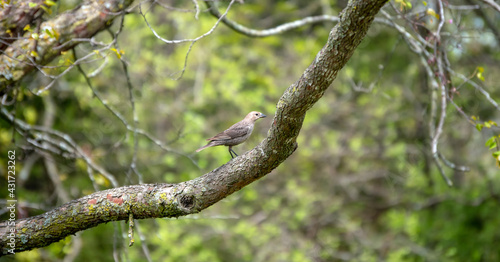 A female brown headed cowbird stands on the branch of a tree in southwest Missouri on a warm spring day. Bokeh effect.