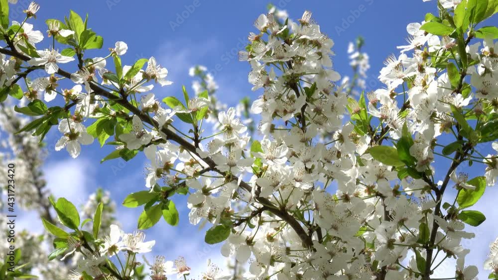 Branches of blooming bird cherry sway against the background of the sky and floating white clouds Branches of blooming bird cherry sway against the background of the sky and floating white clouds