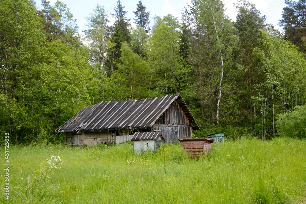 Apiary in the forest. Belarusian village in summer.