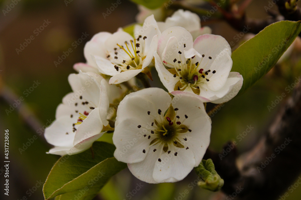 tree blossom tree blossom