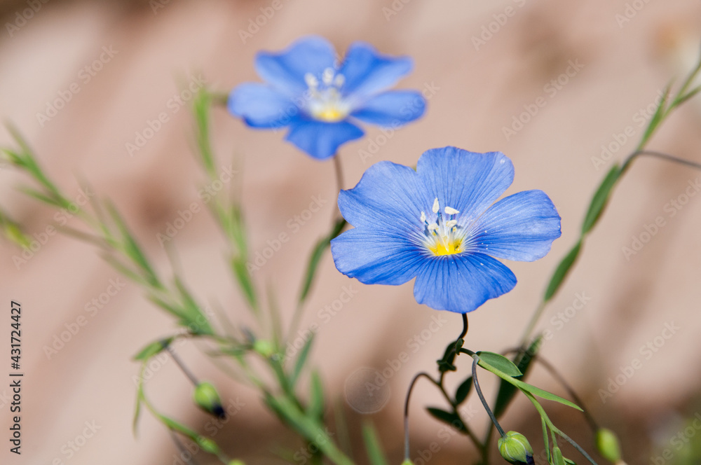 Fototapeta premium 水色のアマの花