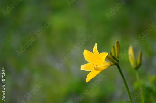 夏の湿原に咲く黄色い花