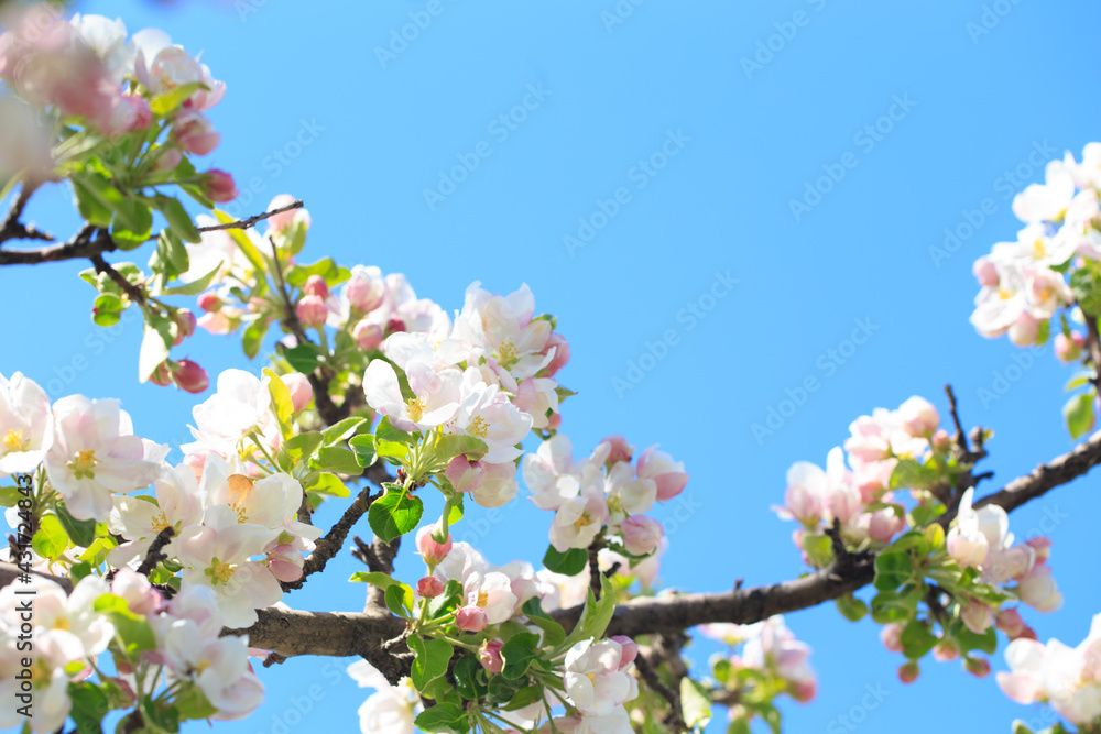 Apple blossoms over blurred nature background. Spring flowers. Spring Background. Apple blossoms over blurred nature background. Spring flowers. Spring Background.
