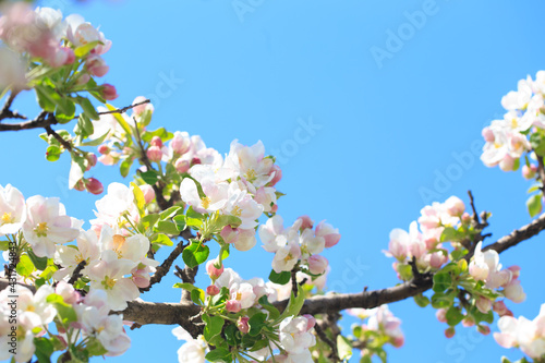 Apple blossoms over blurred nature background. Spring flowers. Spring Background.