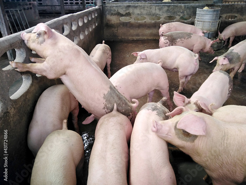 Non-standard pig farms. Pig density farms.