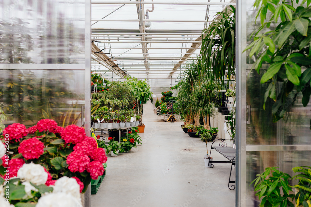 Variety of flowering plants and trees cultivated in modern hothouse. Empty row row in the greenhouse.