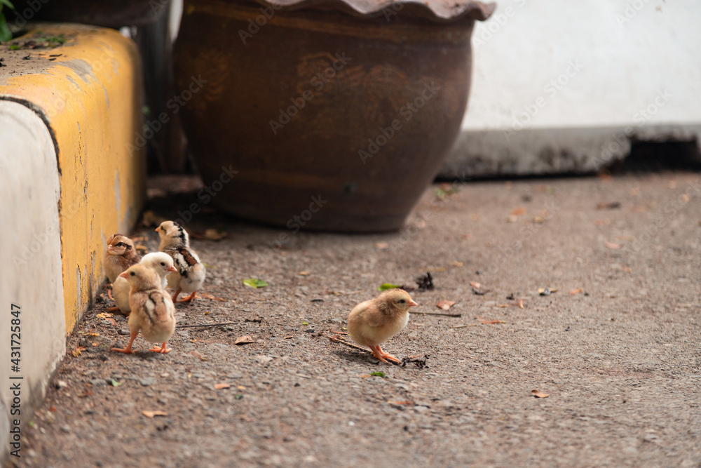 Group of little chick stay together near sidewalk. Group of little chick stay together near sidewalk.