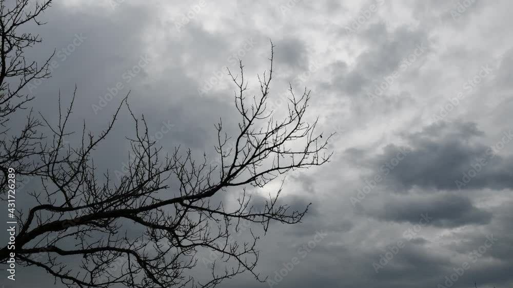 Time lapse creepy cloudscape with fluttering branches of dead tree. Silhouettes of bare tree branches against dark blue grey overcast sky. Halloween haunted forest concept