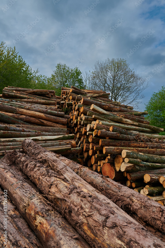 Three piles of chopped down logs lying horizontal lengthwise.