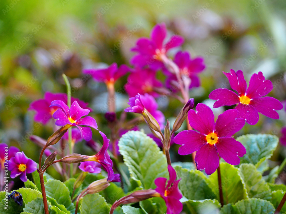 Fototapeta premium bright flowers of pink periwinkle with green leaves side view. spring flowers